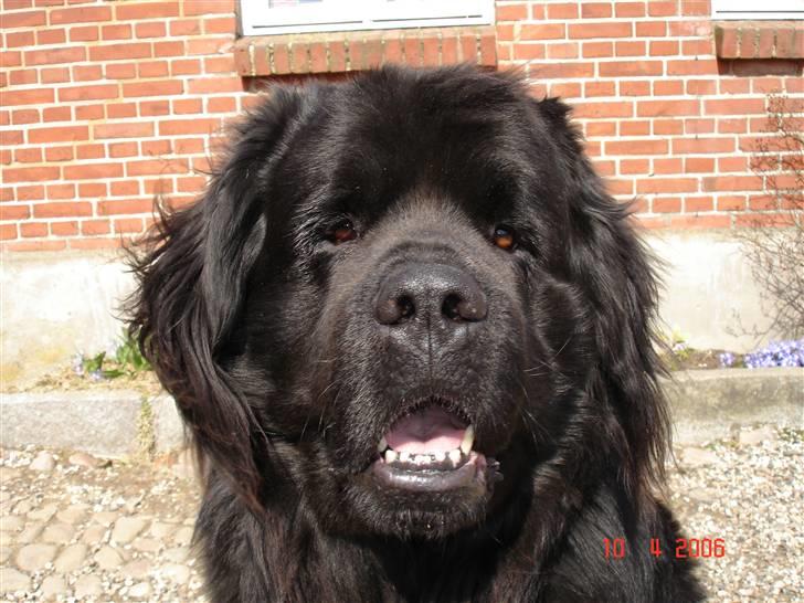 Newfoundlænder Tasso <3 R.I.P bedste! billede 1