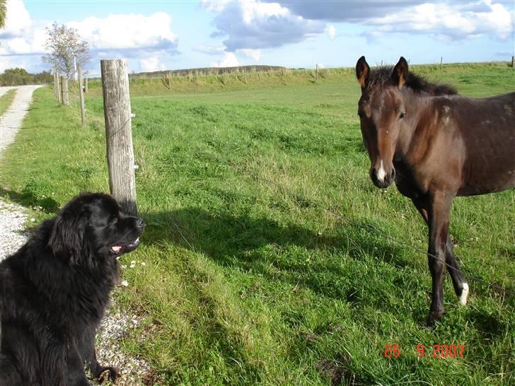 Newfoundlænder Tasso <3 R.I.P bedste! billede 2
