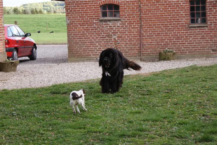 Newfoundlænder Tasso <3 R.I.P bedste! billede 3