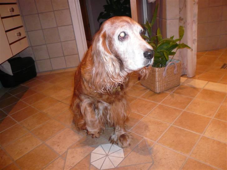 Cocker spaniel Fanny 98610  (Zenta)R.I.P - zenta gir pote :)  billede 20