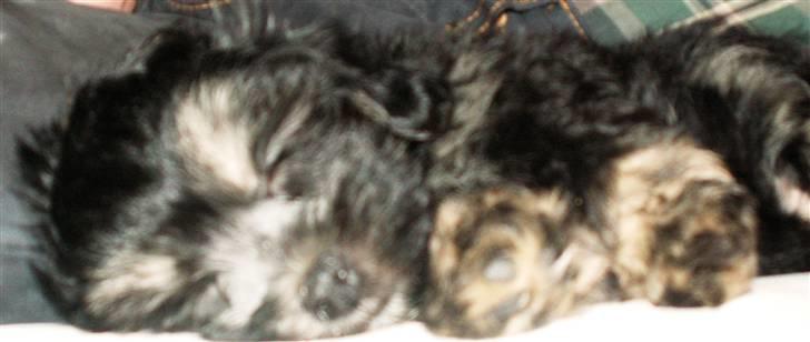 Løwchen Jolly billede 2