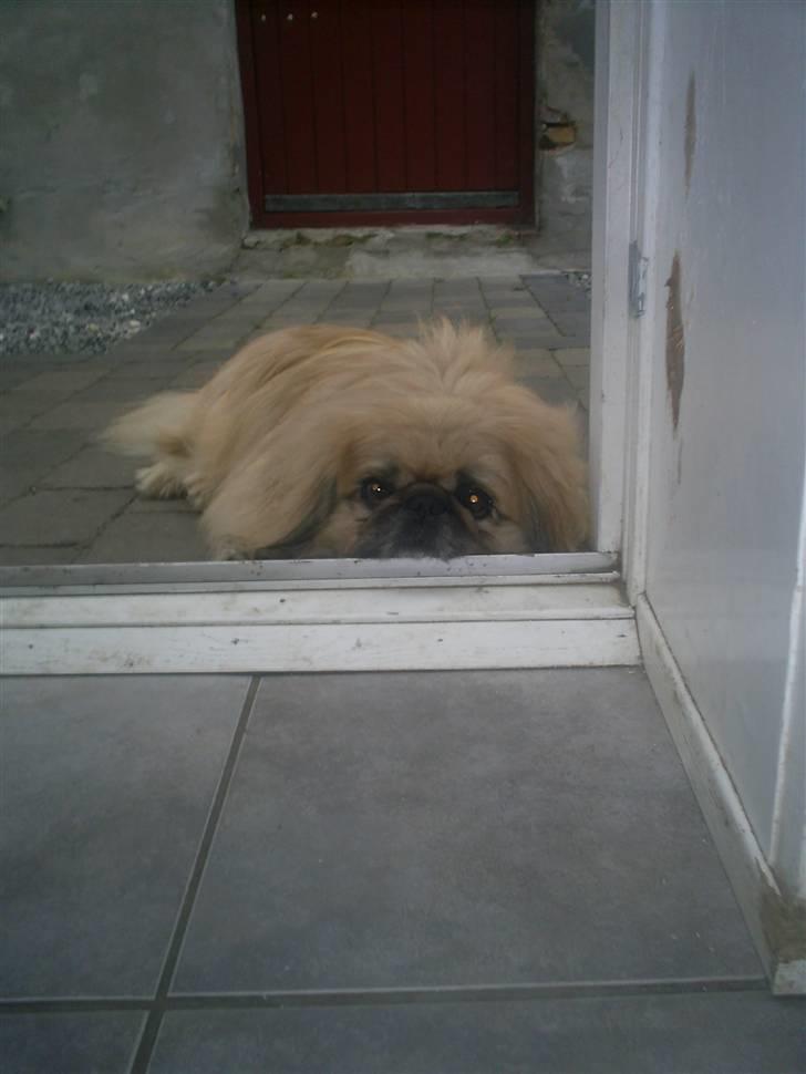 Pekingeser Gismo billede 20