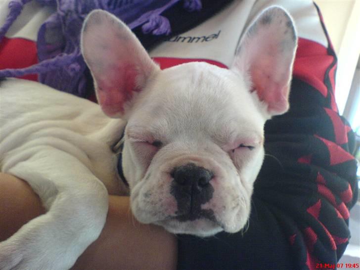 Fransk bulldog ARTHUR billede 1