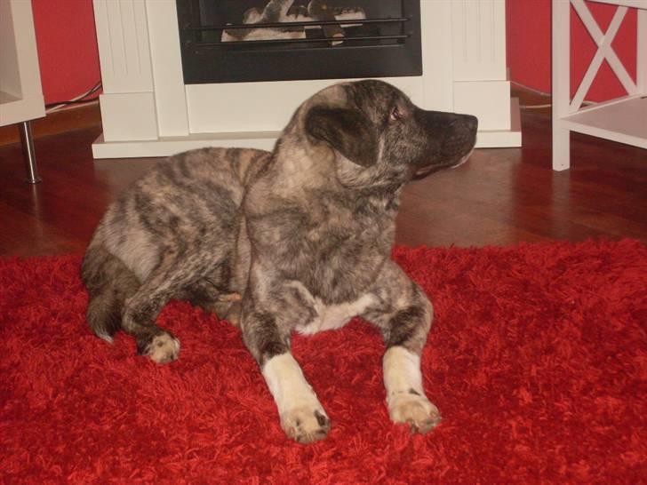 Kangal Efe billede 7