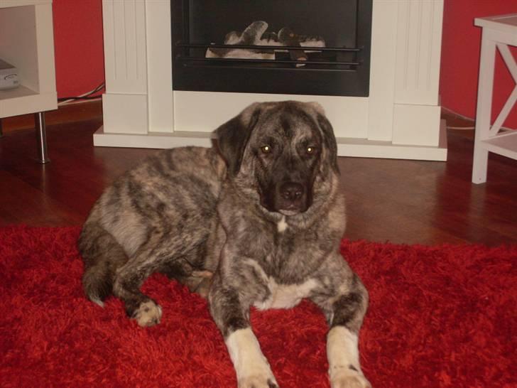 Kangal Efe billede 8