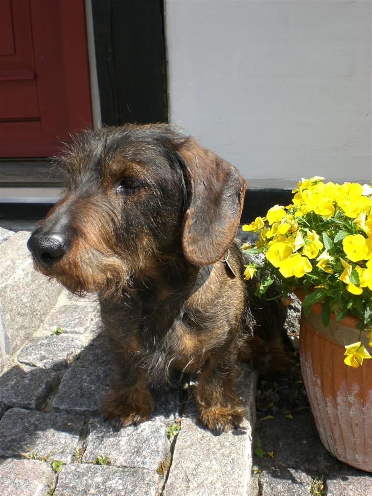 Gravhund  | Kibber  - Kibber .... MÅ IKKE KOPIRES billede 1