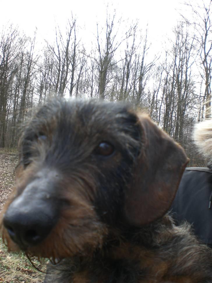 Gravhund  | Kibber  - Kibber .... MÅ IKKE KOPIRES billede 2