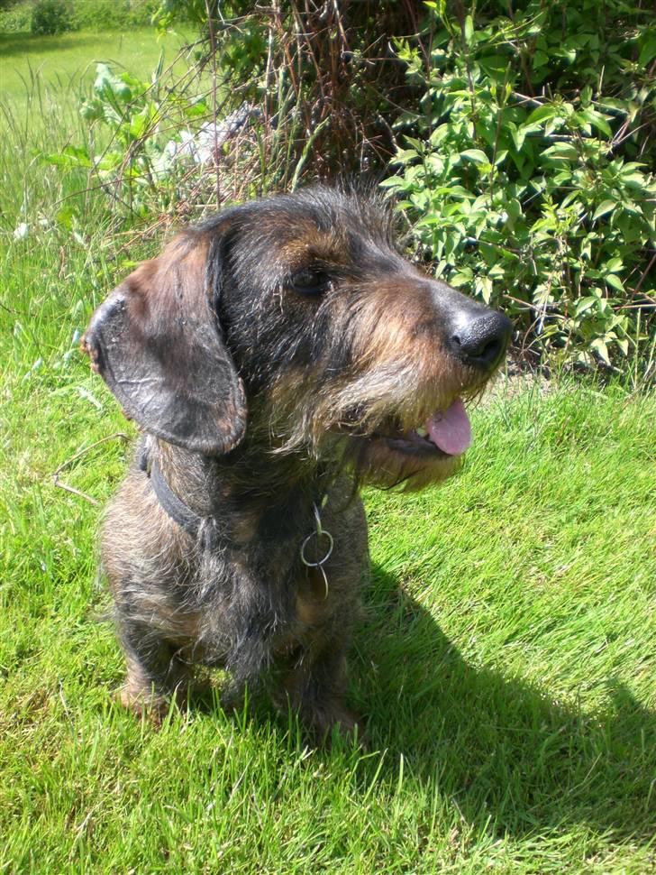 Gravhund  | Kibber  - Kibber .... MÅ IKKE KOPIRES billede 3