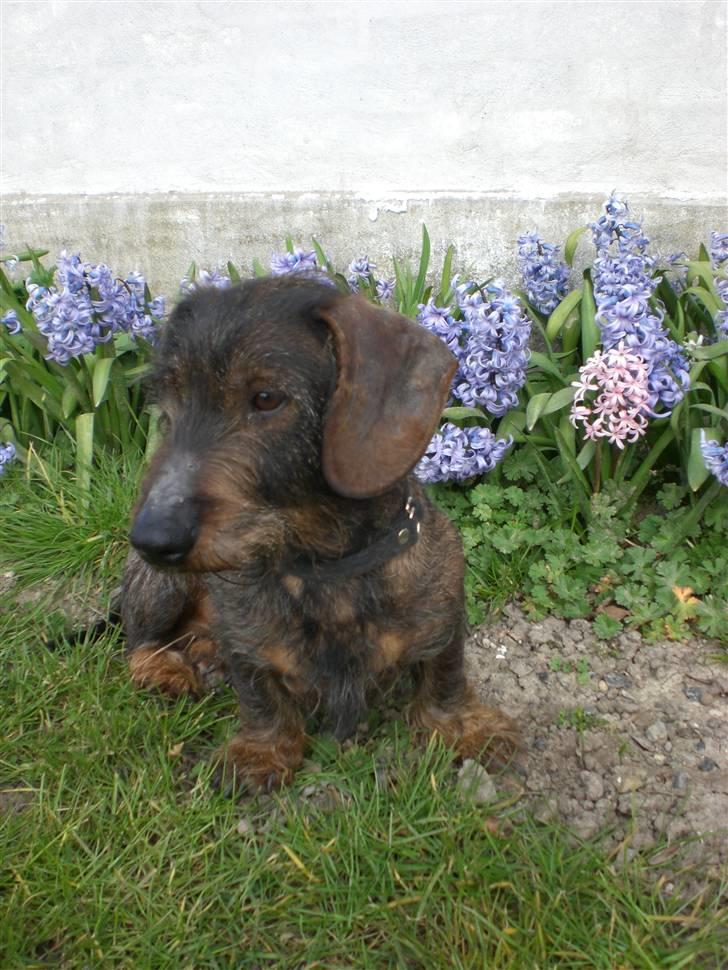 Gravhund  | Kibber  - Kibber .... MÅ IKKE KOPIRES billede 4