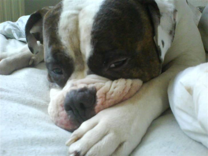 Amerikansk bulldog Bullforce Kaizer billede 4