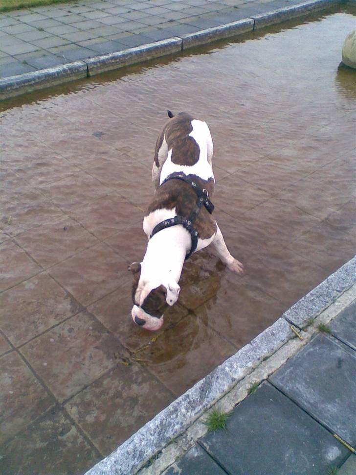 Amerikansk bulldog Bullforce Kaizer - Kaizer ude og lege billede 5