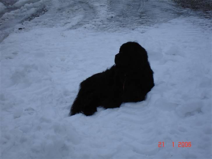 Newfoundlænder Tasso <3 R.I.P bedste! billede 4