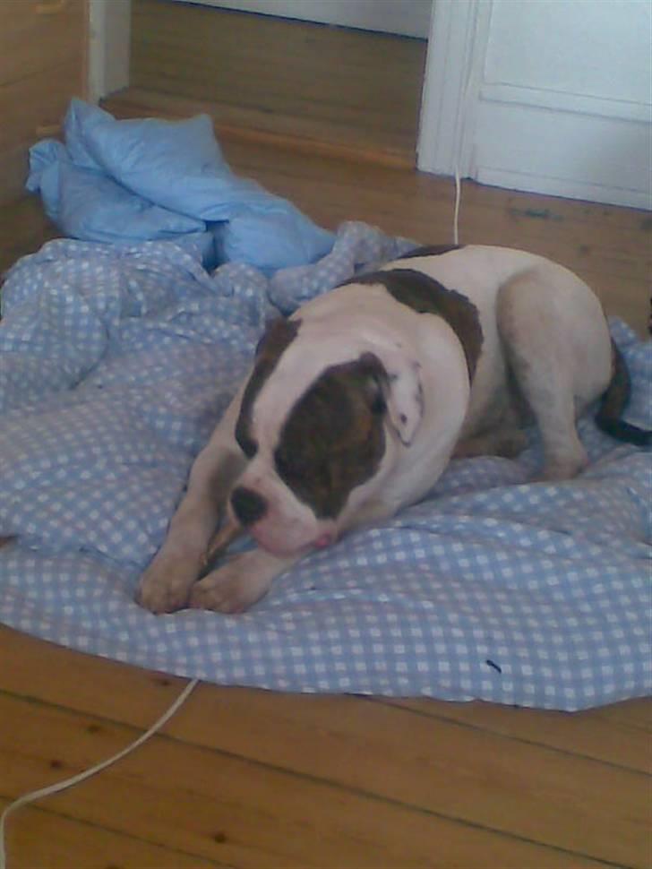 Amerikansk bulldog Bullforce Kaizer - "mmm Det smager godt" billede 6