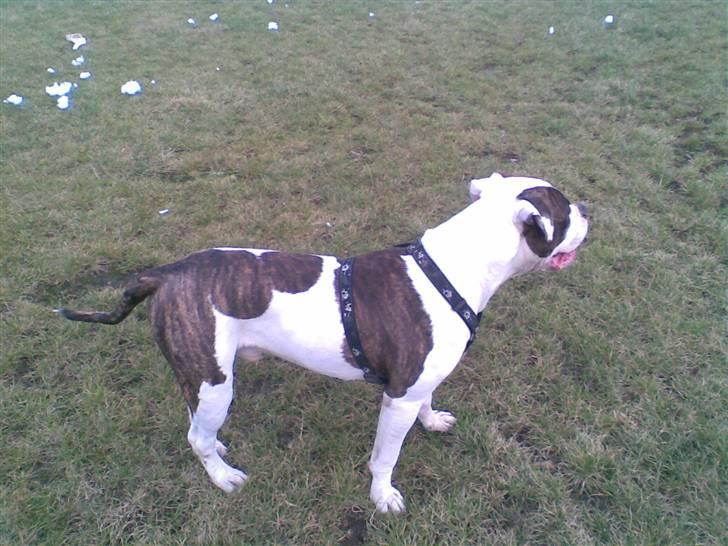 Amerikansk bulldog Bullforce Kaizer - "Kom nu Tulle. Fang mig" billede 7