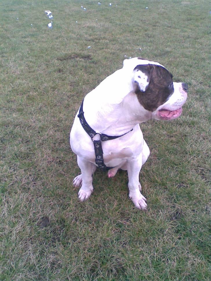 Amerikansk bulldog Bullforce Kaizer - " Ih hvor er Tulle kedelig. Hun gider ikke lege" billede 8