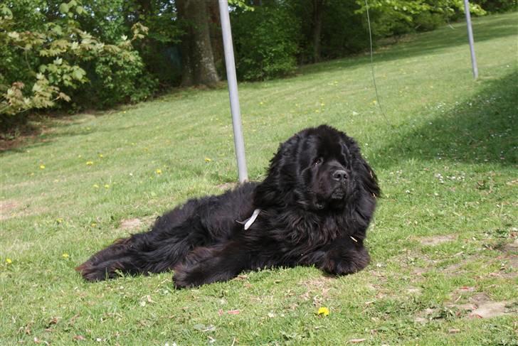 Newfoundlænder Tasso <3 R.I.P bedste! billede 5