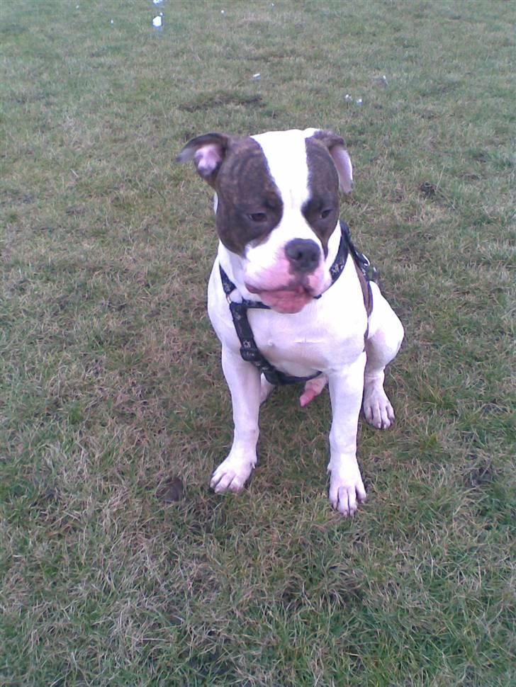 Amerikansk bulldog Bullforce Kaizer - Sidder og venter på at Tulle gider lege. billede 9