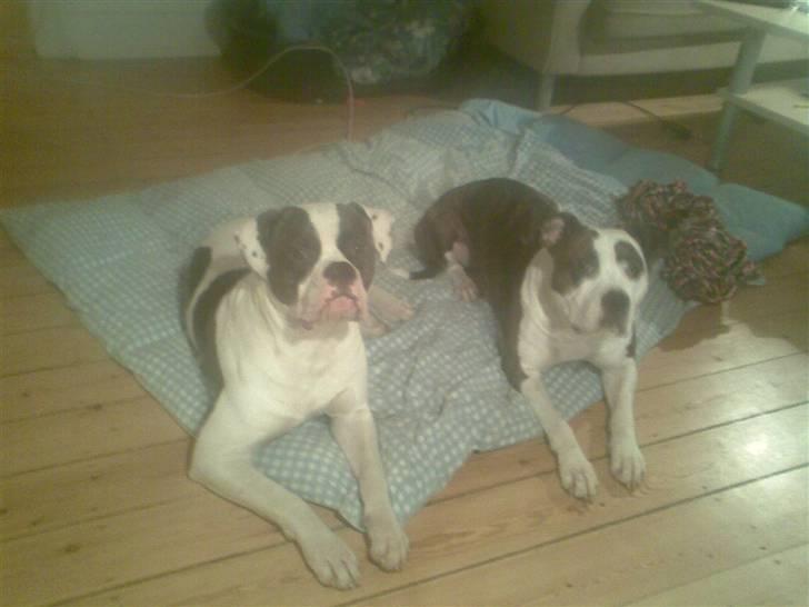 Amerikansk bulldog Bullforce Kaizer - Tulle og Kaizer i et stille øjeblik :-) billede 10