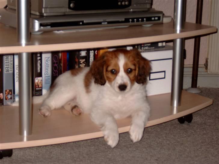 Kooikerhondje Baschko`s Felicia billede 6