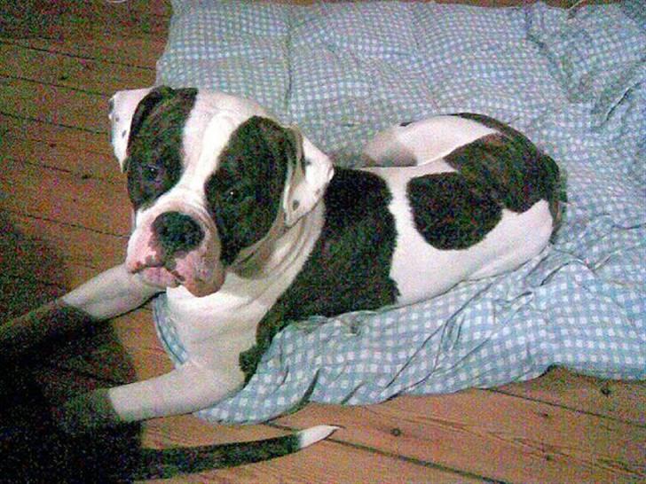 Amerikansk bulldog Bullforce Kaizer - !Hvis jeg nu ligger pænt, falder der så ikke noget mad ned af bordet?! :-) billede 11