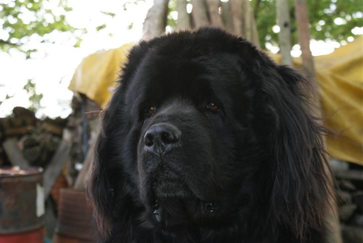 Newfoundlænder Tasso <3 R.I.P bedste! billede 6