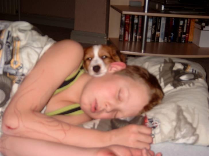 Kooikerhondje Baschko`s Felicia - felicia sover med anders billede 10