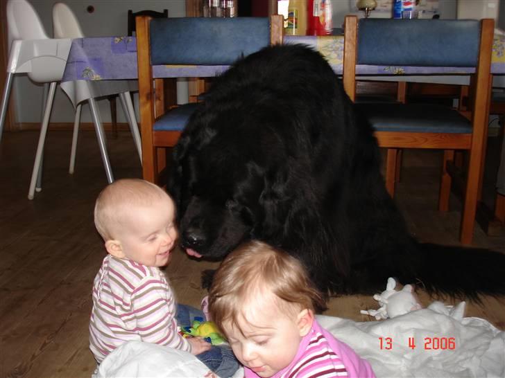 Newfoundlænder Tasso <3 R.I.P bedste! billede 7