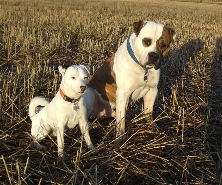 Jack russell terrier Futte billede 10