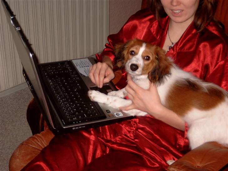 Kooikerhondje Baschko`s Felicia - Felicia spiller pc med kristina billede 11