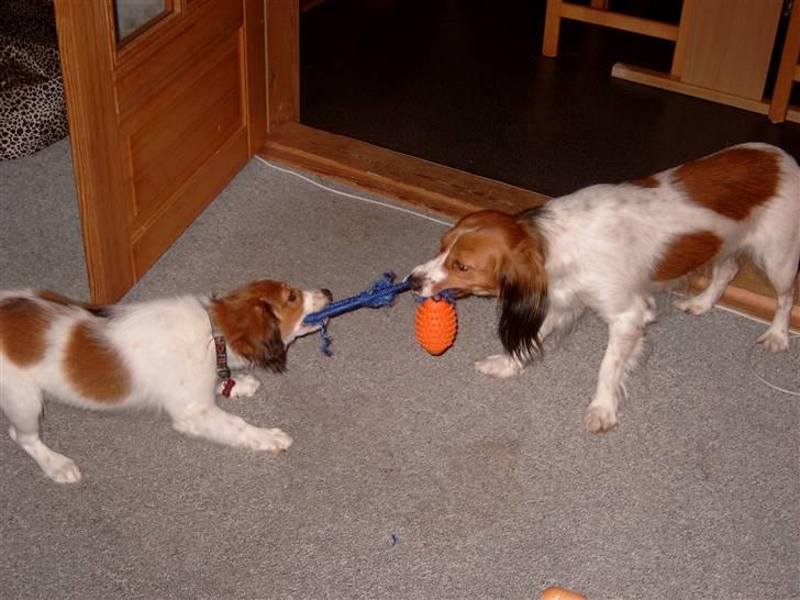 Kooikerhondje Baschko`s Felicia - mor/Frida V. Osdiek leger med Felicia billede 12