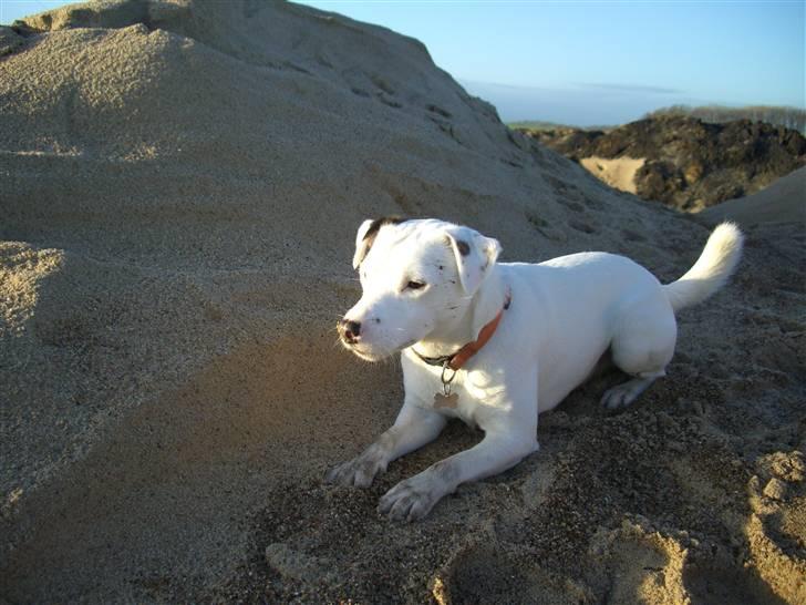 Jack russell terrier Futte billede 11