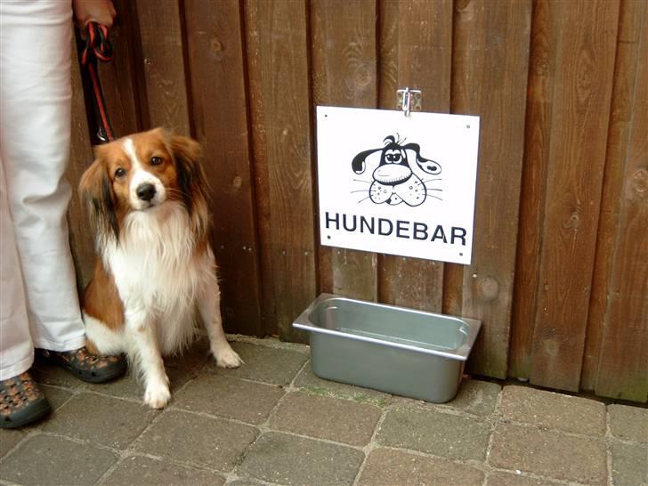 Kooikerhondje Baschko`s Felicia - Baschko`s Arkibald Felicias Far billede 13