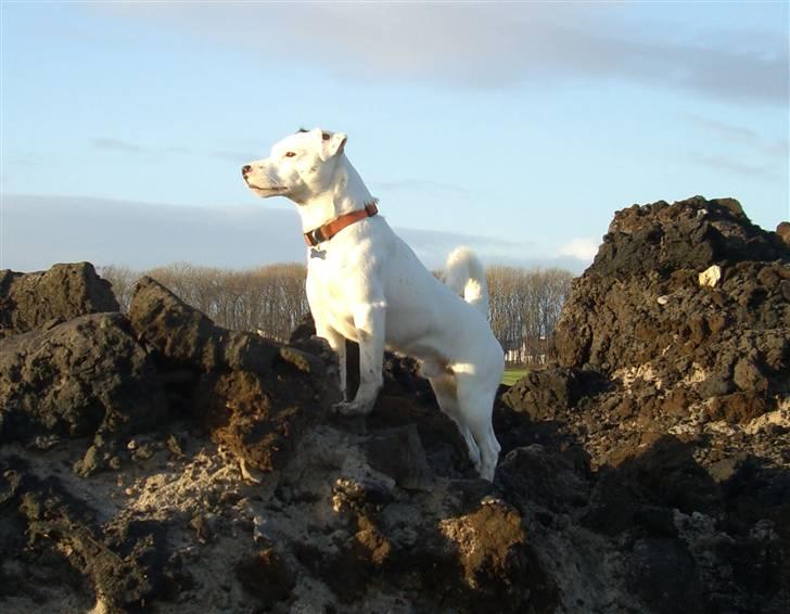 Jack russell terrier Futte billede 12