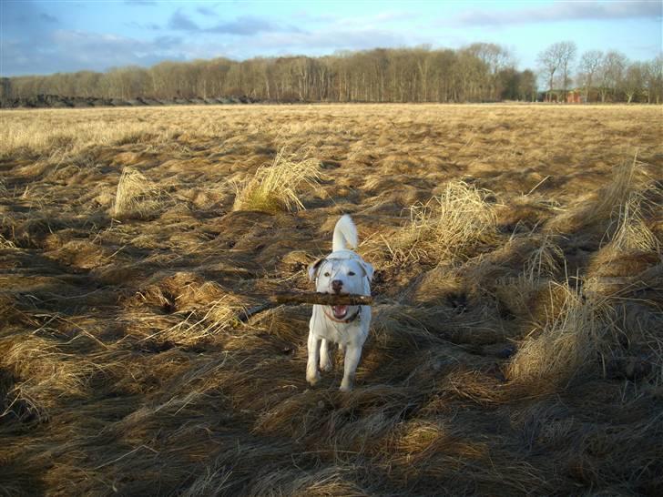 Jack russell terrier Futte billede 13