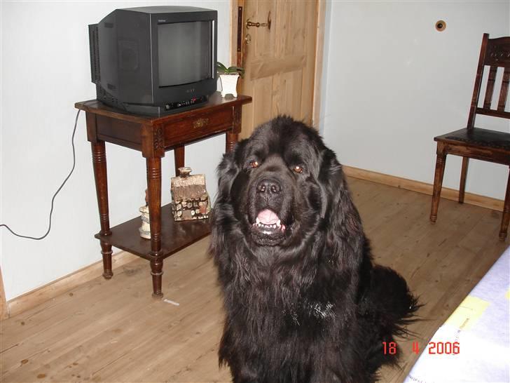 Newfoundlænder Tasso <3 R.I.P bedste! billede 8