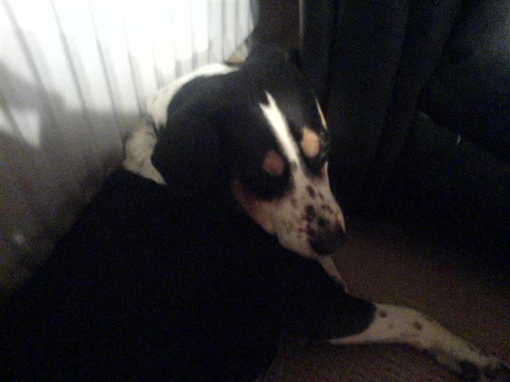 Blanding af racer Tarzan - Mm Dejligt afslappende billede 12