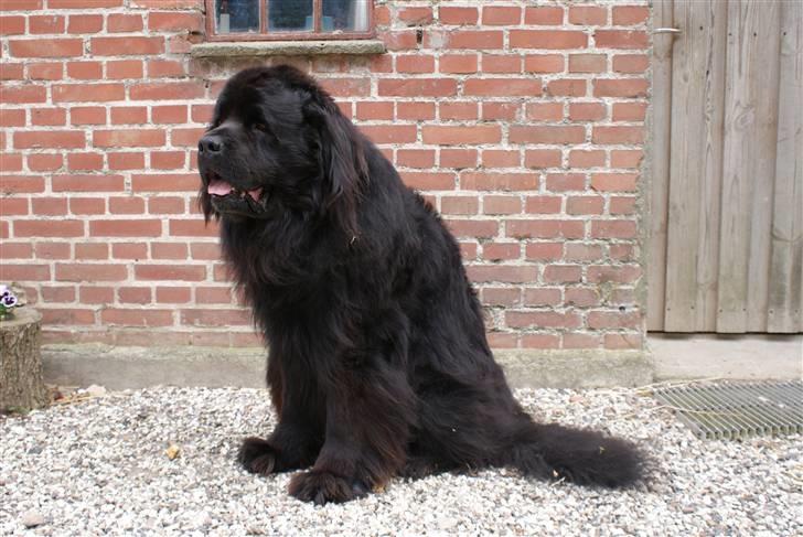 Newfoundlænder Tasso <3 R.I.P bedste! billede 9