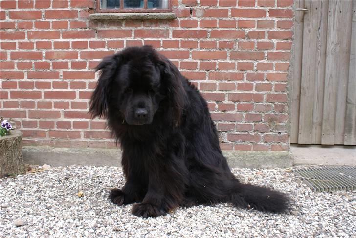 Newfoundlænder Tasso <3 R.I.P bedste! billede 10