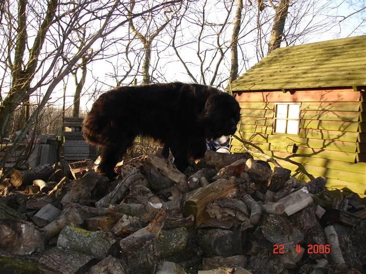 Newfoundlænder Tasso <3 R.I.P bedste! billede 11