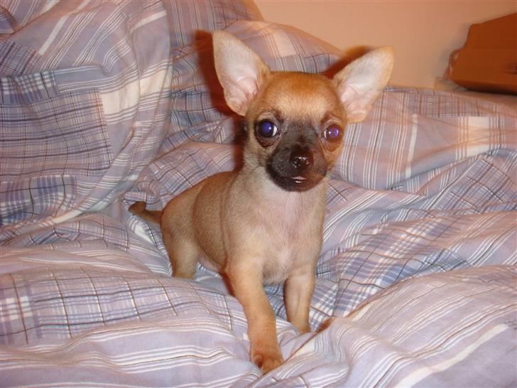 Chihuahua Phoebe billede 3