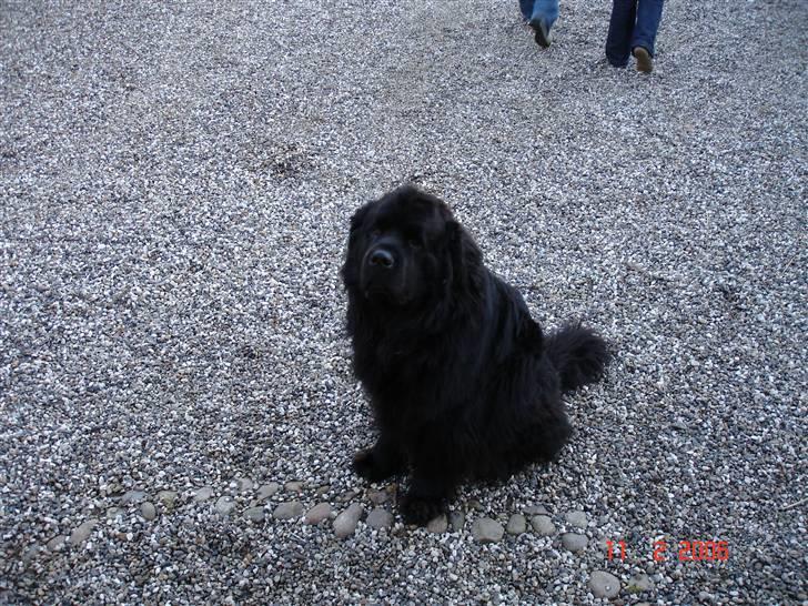 Newfoundlænder Tasso <3 R.I.P bedste! billede 12