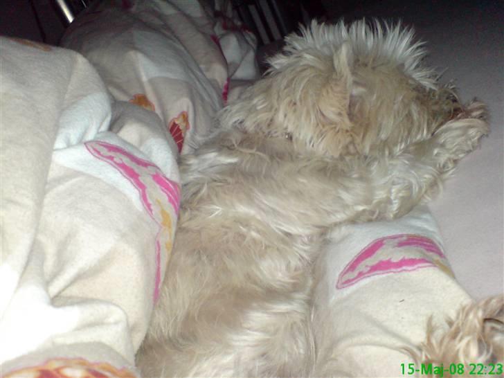 West highland white terrier Sussi 'død';/ - Mors nye mobil er go´ til at tage billeder! Woow første billede på min K800i:P billede 1