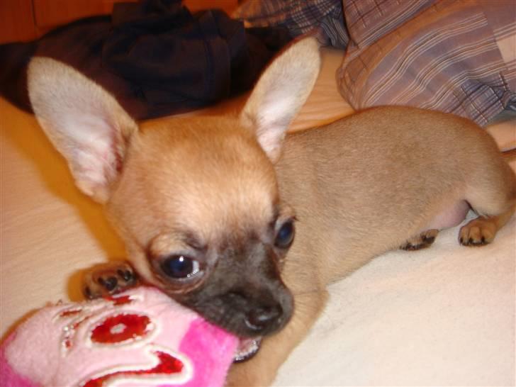 Chihuahua Phoebe billede 9