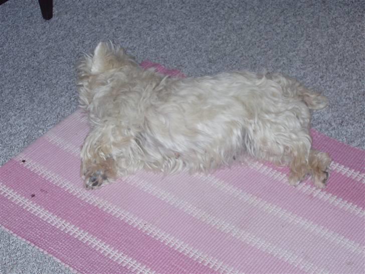 West highland white terrier Sussi 'død';/ - Vild ... billede 2