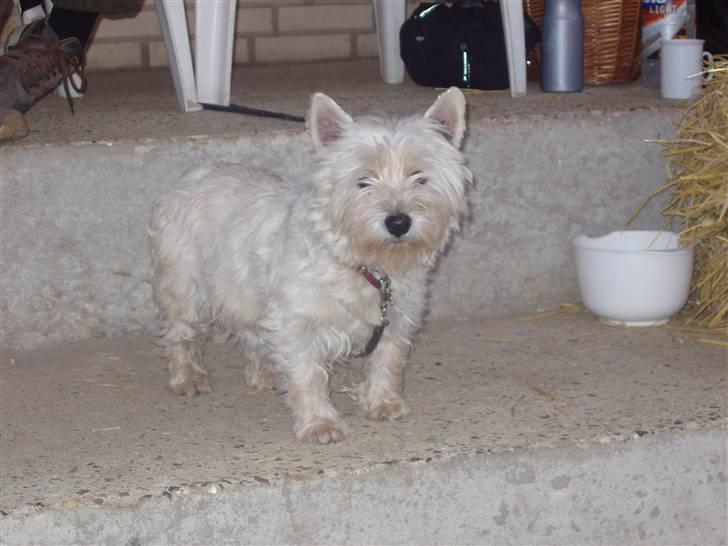 West highland white terrier Sussi 'død';/ - Når man er med, må man vente! :D haha billede 3