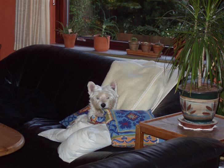 West highland white terrier Sussi 'død';/ - Gamle vovse.. billede 4