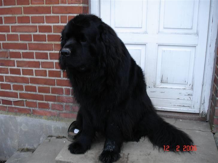 Newfoundlænder Tasso <3 R.I.P bedste! billede 13