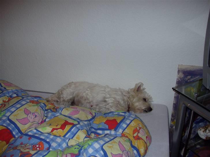 West highland white terrier Sussi 'død';/ - Holder øje.. ^.^ billede 6