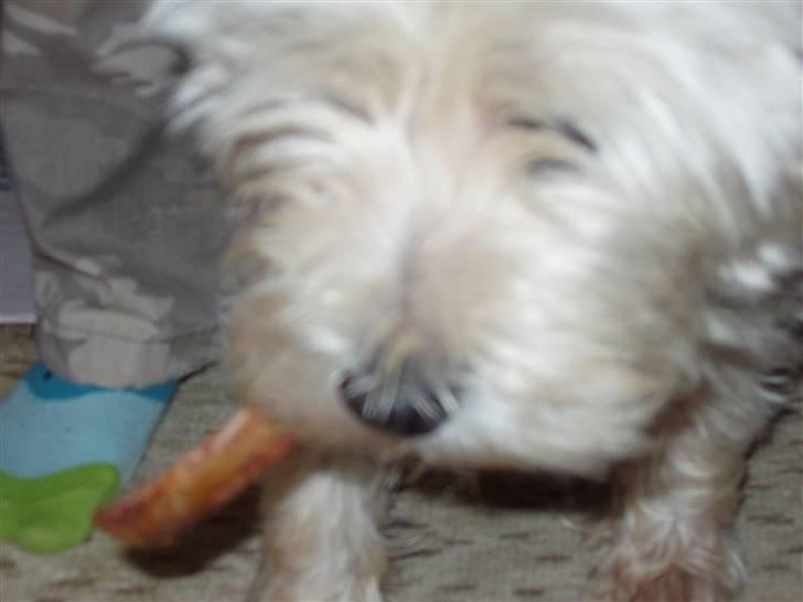 West highland white terrier Sussi 'død';/ - Fået et ben.. Mums xD . billede 7