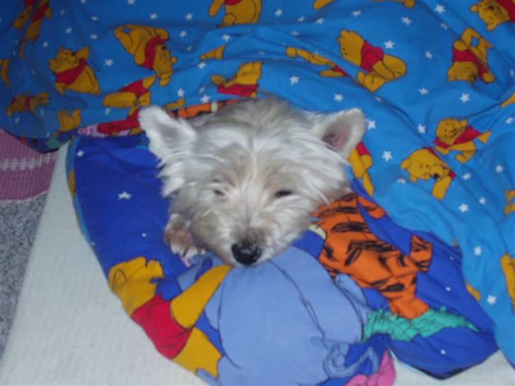 West highland white terrier Sussi 'død';/ - Dyne dyr... Haah :D billede 8